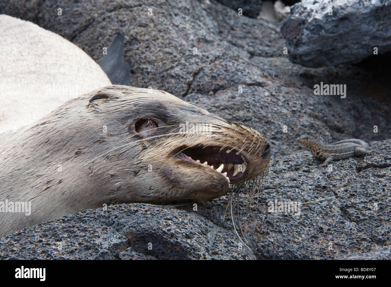 Lion de mer Galapagos (Zalophus wollebacki) morts avec lava lizard Sombrero Chino island Galapagos Santiago de l'océan Pacifique de l'Équateur Banque D'Images