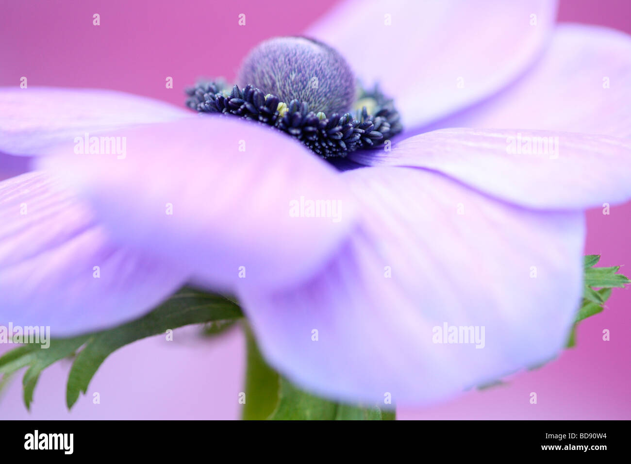 Soft et romantique fleur anémone mauve lilas sur Fine art Photography Photographie Jane Ann Butler JABP532 Banque D'Images