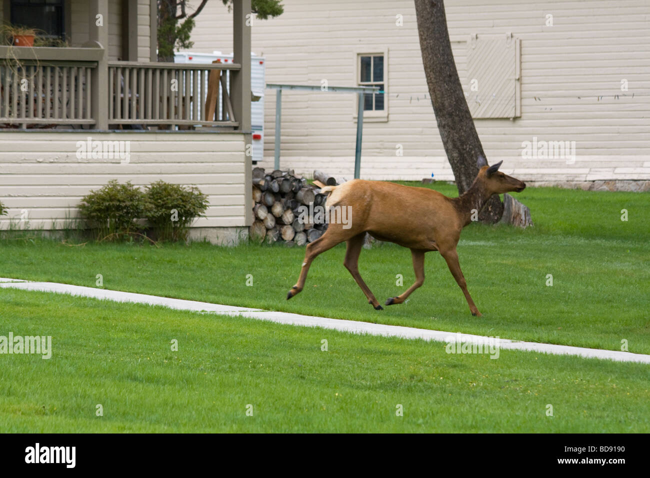 Elk femelle trottant à travers jardins Mammoth Hot Springs Wyoming Banque D'Images