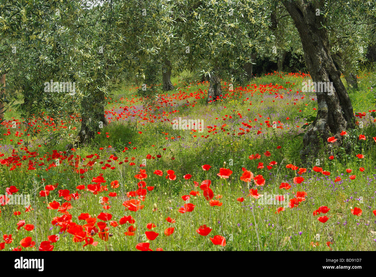 Mohn unter Olivenbaum poppy et olivier 07 Banque D'Images