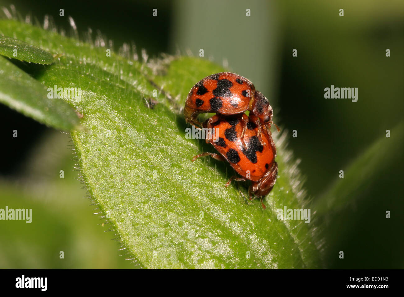 Spot 24 vigintiquattorpunctata Subcoccinella coccinelle Coccinellidae paire accouplée UK Banque D'Images