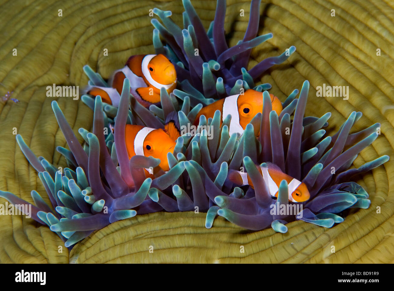 Des poissons clown se cache dans l'anémone de mer, Cabilao, Philippines Banque D'Images