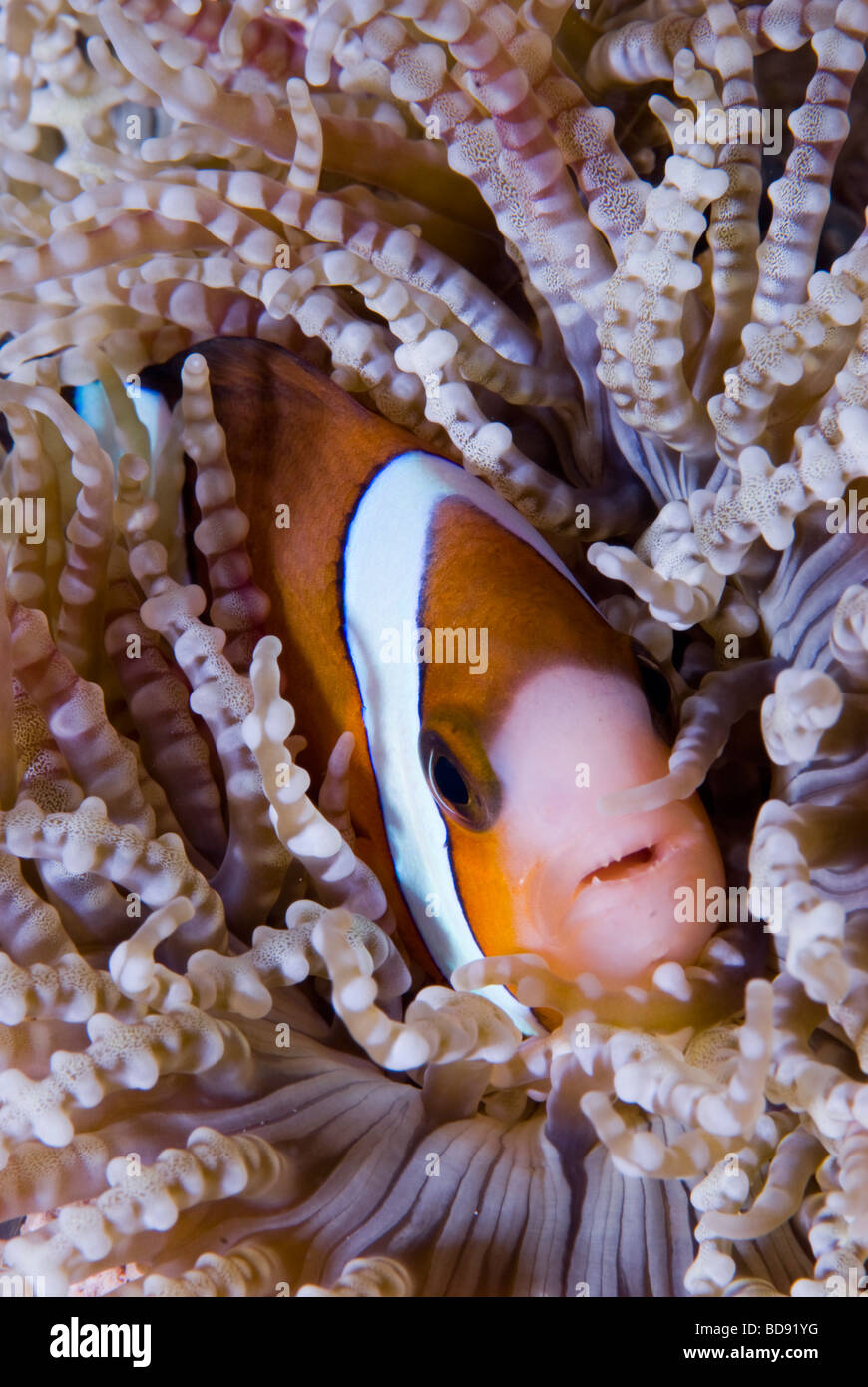 Poisson de l'anémone se cachant dans l'anémone de mer, Cabilao, Philippines Banque D'Images