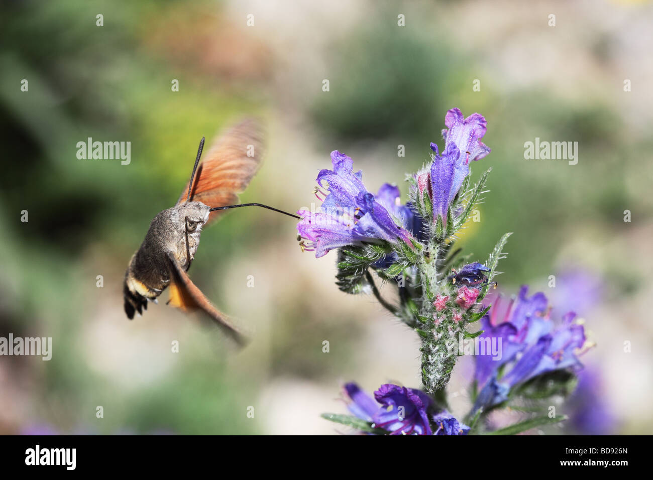 Humming-Bird Hawk-Moth Macroglossum Stellatarum se nourrissant d'Echium vulgare Vipérine commune s Viper Banque D'Images