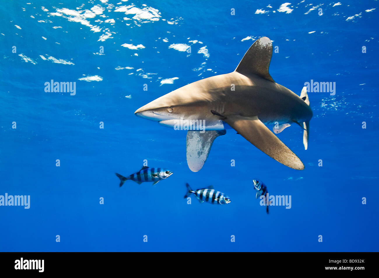 Requin océanique, Carcharhinus longimanus, avec poissons, pilote Naucrates ductor, Kona, Big Island, Hawaii, l'Océan Pacifique Banque D'Images