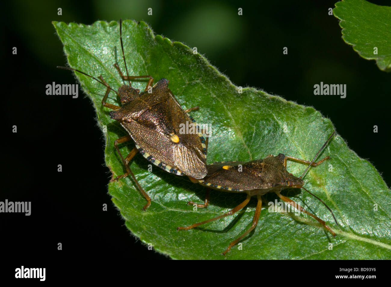 Pentatoma rufipes (Bug des forêts), Royaume-Uni Banque D'Images