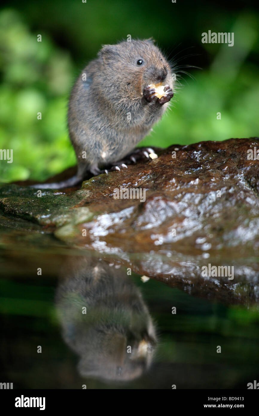 Le campagnol de l'eau Arvicola terrestris Kent Août 2009 Banque D'Images