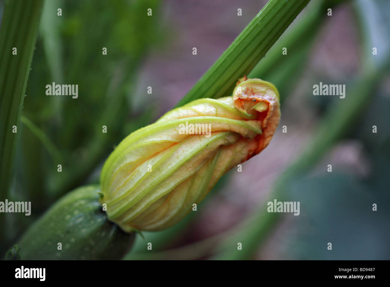 Floraison de fleurs de courgettes à la fin de légumes Banque D'Images