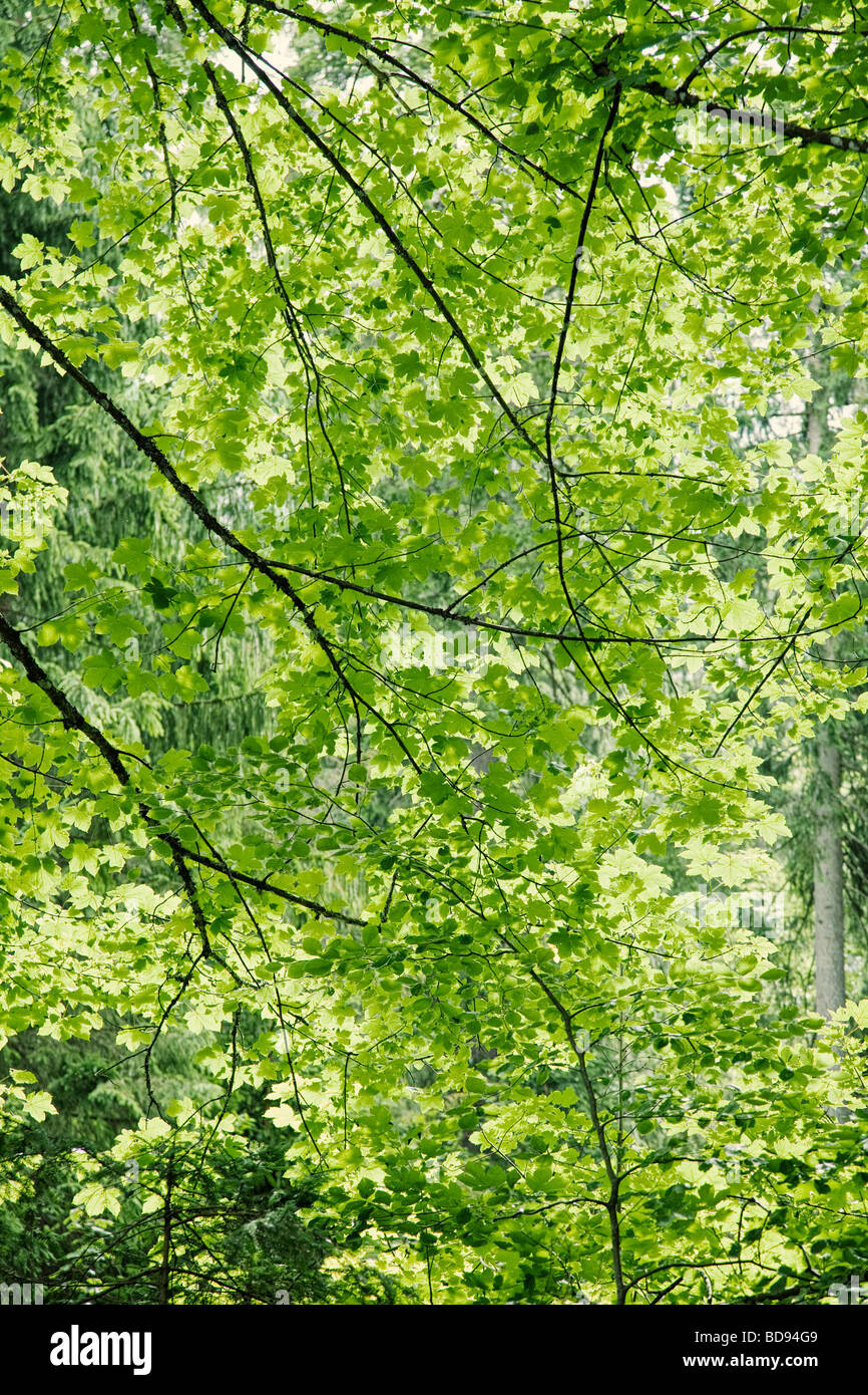 Lumière du soleil à travers feuilles pommelé et arbres close up Banque D'Images