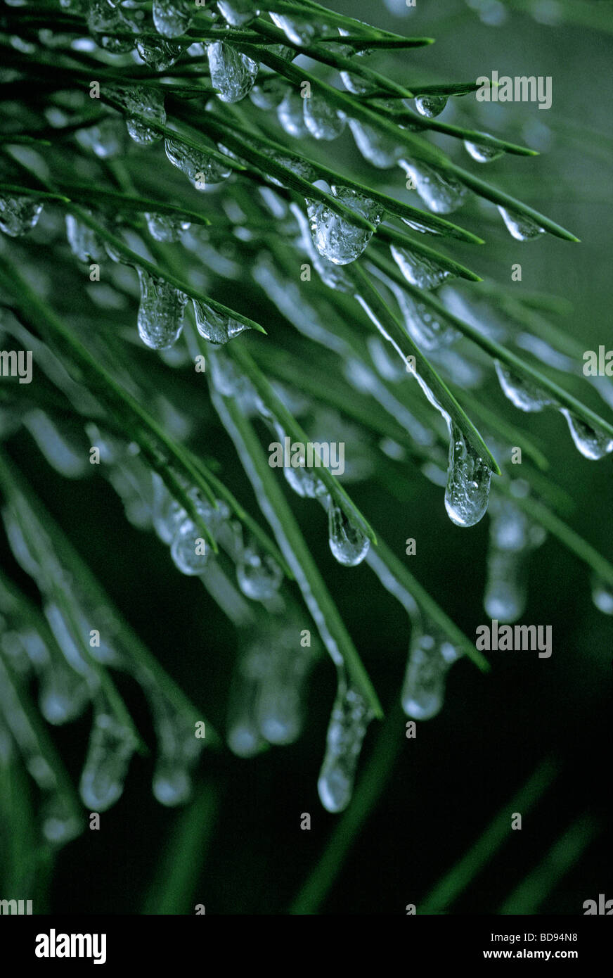 Les gouttelettes d'eau gelé, la glace sur les aiguilles de pin ponderosa (Pinus ponderosa), Colorado Banque D'Images