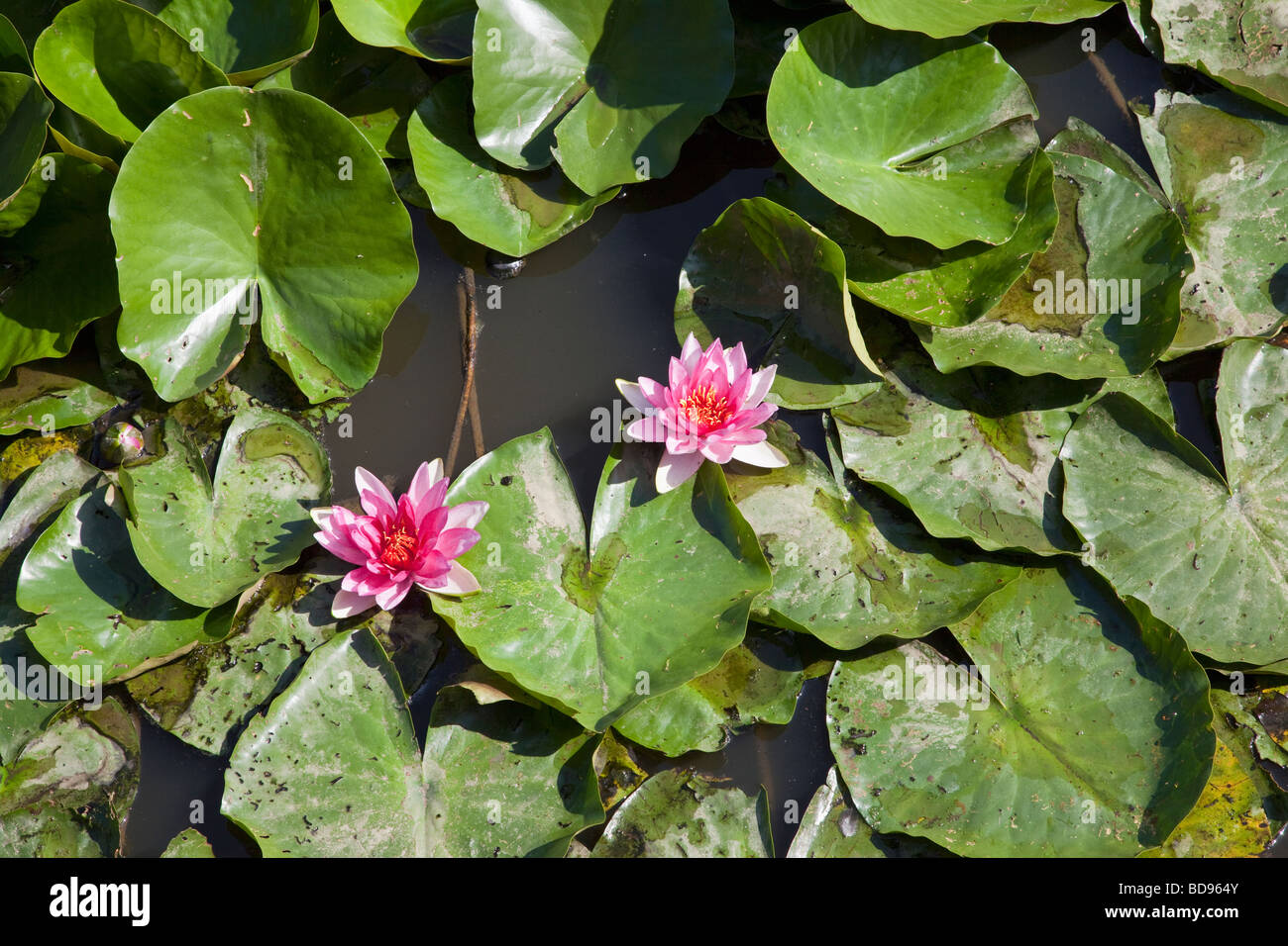 Water Lillies sur un étang avec deux fleurs roses Banque D'Images