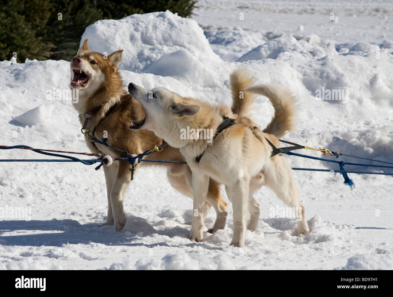 Traîneau à chiens impatients de tirer. Les chiens de traîneau excité et l'écorce de pin à l'autre en attendant de tirer un traîneau à neige. Banque D'Images