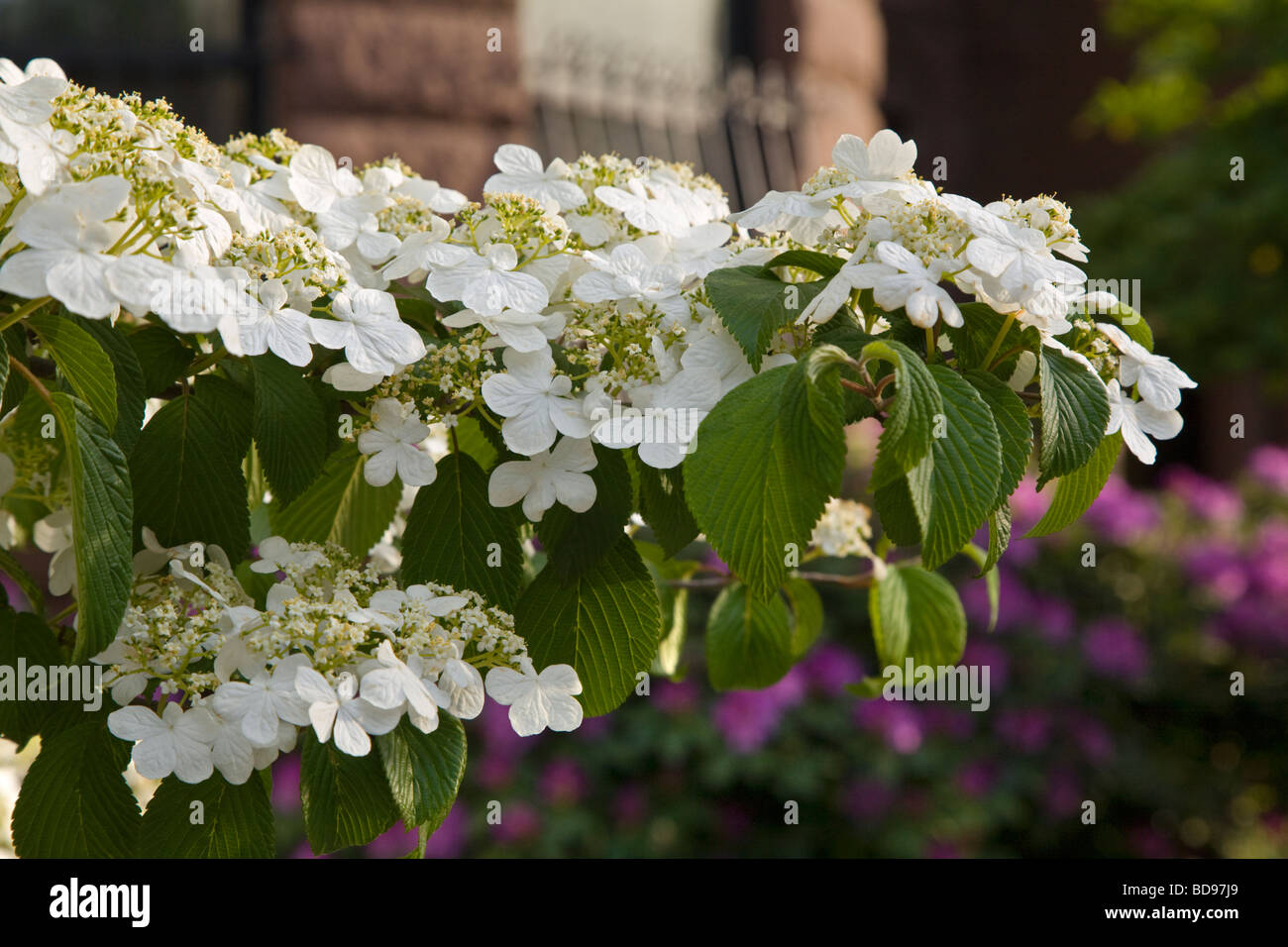 Cornouiller fleurissent au printemps le long de Commonwealth Avenue Boston Massachusetts Banque D'Images