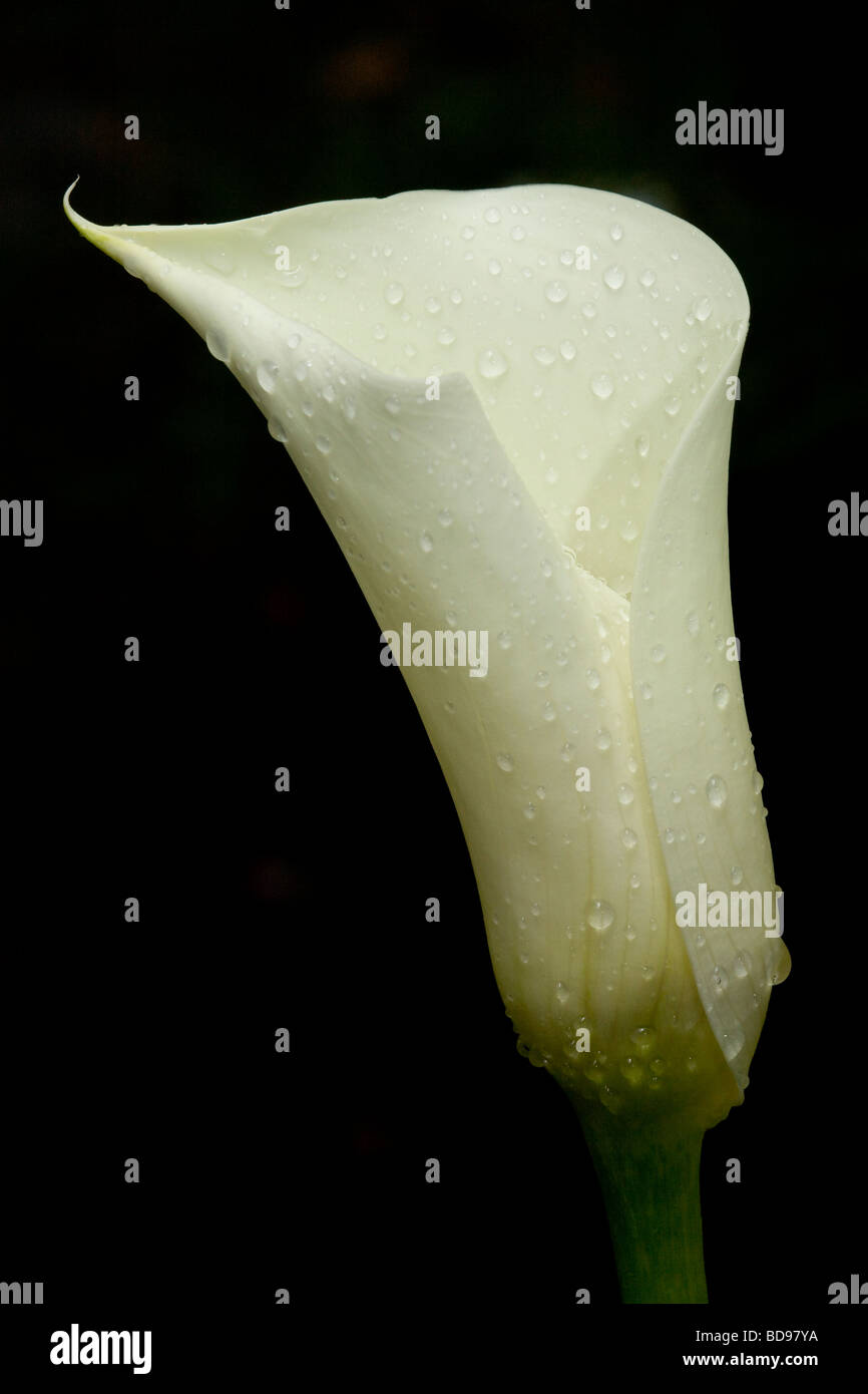 Fleurs Calla ouverture après la pluie. Un livre blanc calla lily bud trempés par une pluie récente ouverture d'un fond noir. Banque D'Images