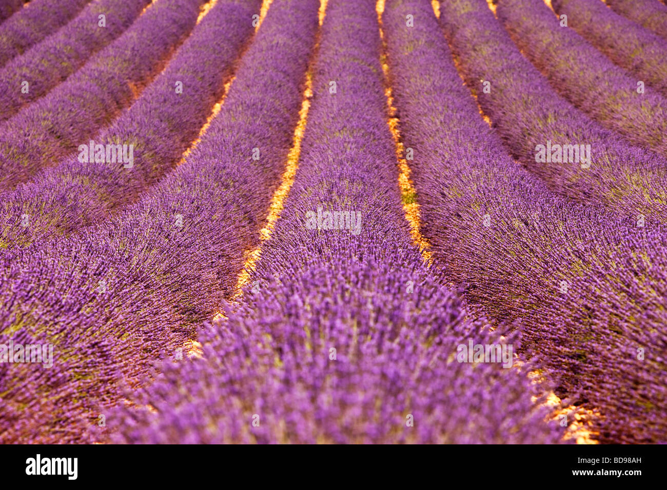 Champ de lavande près de Valensole, Provence France Banque D'Images