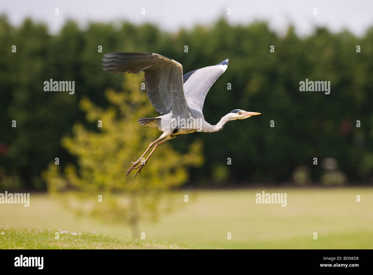 Héron cendré (Ardea cinerea) décolle Banque D'Images