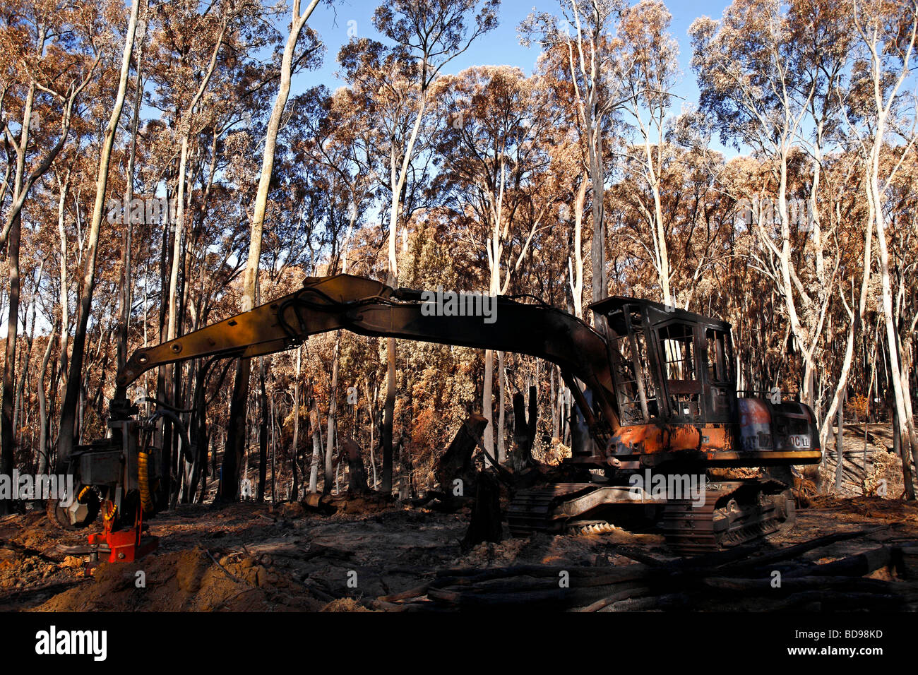 Bush australien Australian bush,les dommages causés par l'incendie après l'incendie,poster australian bush fire, Banque D'Images