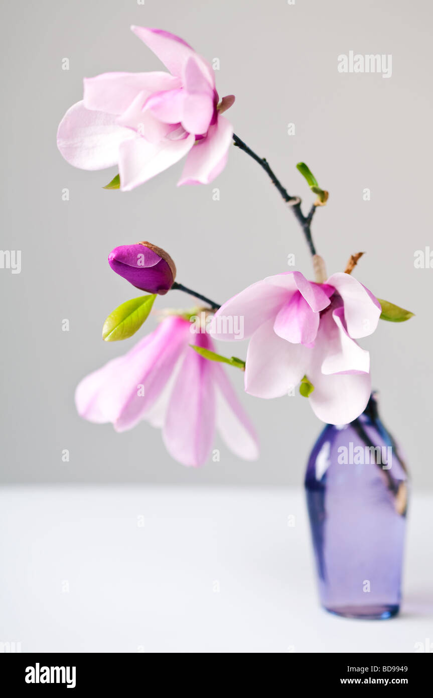 Jane Magnolia Blossoms en rose et blanc Banque D'Images