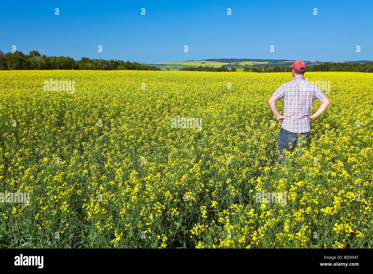 L'inspection des cultures de canola d'agriculteurs des Prairies canadiennes, sur la vallée de Pembina, au Manitoba, Canada Banque D'Images