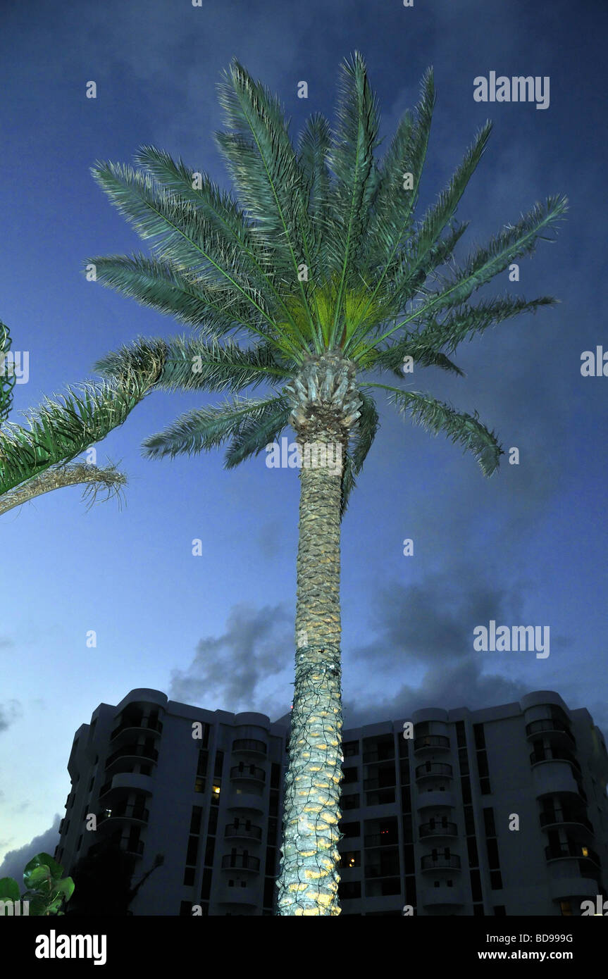 Palm tree silhouetted against ciel du soir. Banque D'Images