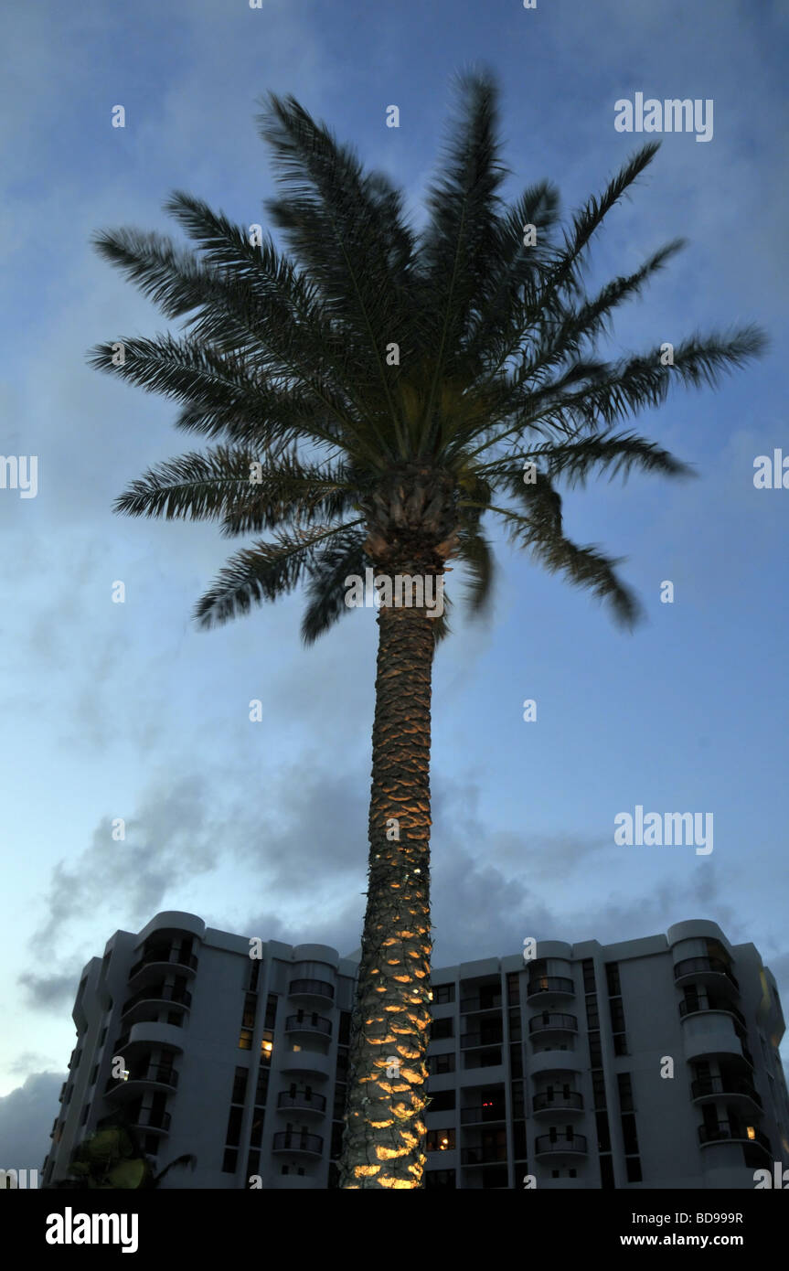 Palm tree silhouetted against ciel du soir. Banque D'Images