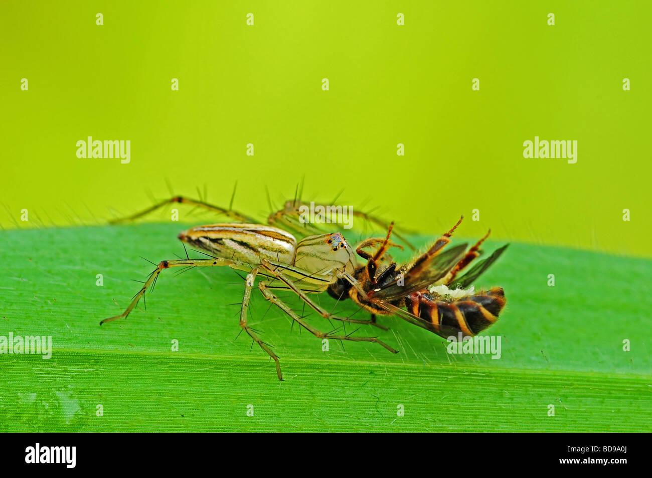 Araignée lynx manger une abeille dans les parcs Banque D'Images
