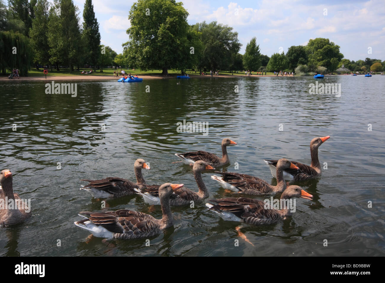 La volaille sauvage à Hyde Park, Londres, UK Banque D'Images