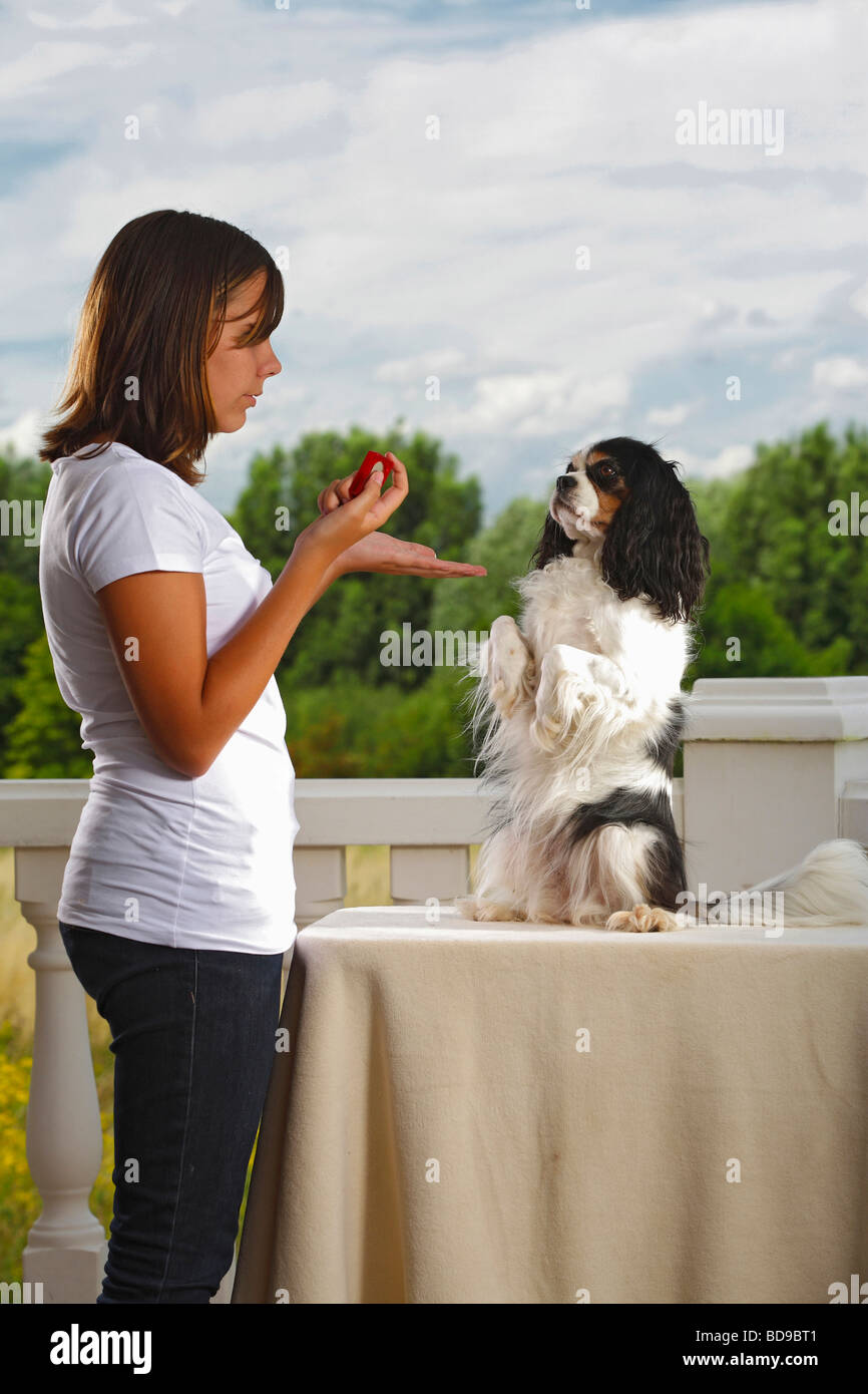 Fille avec Cavalier King Charles Spaniel tricolor clicker formation trick Banque D'Images