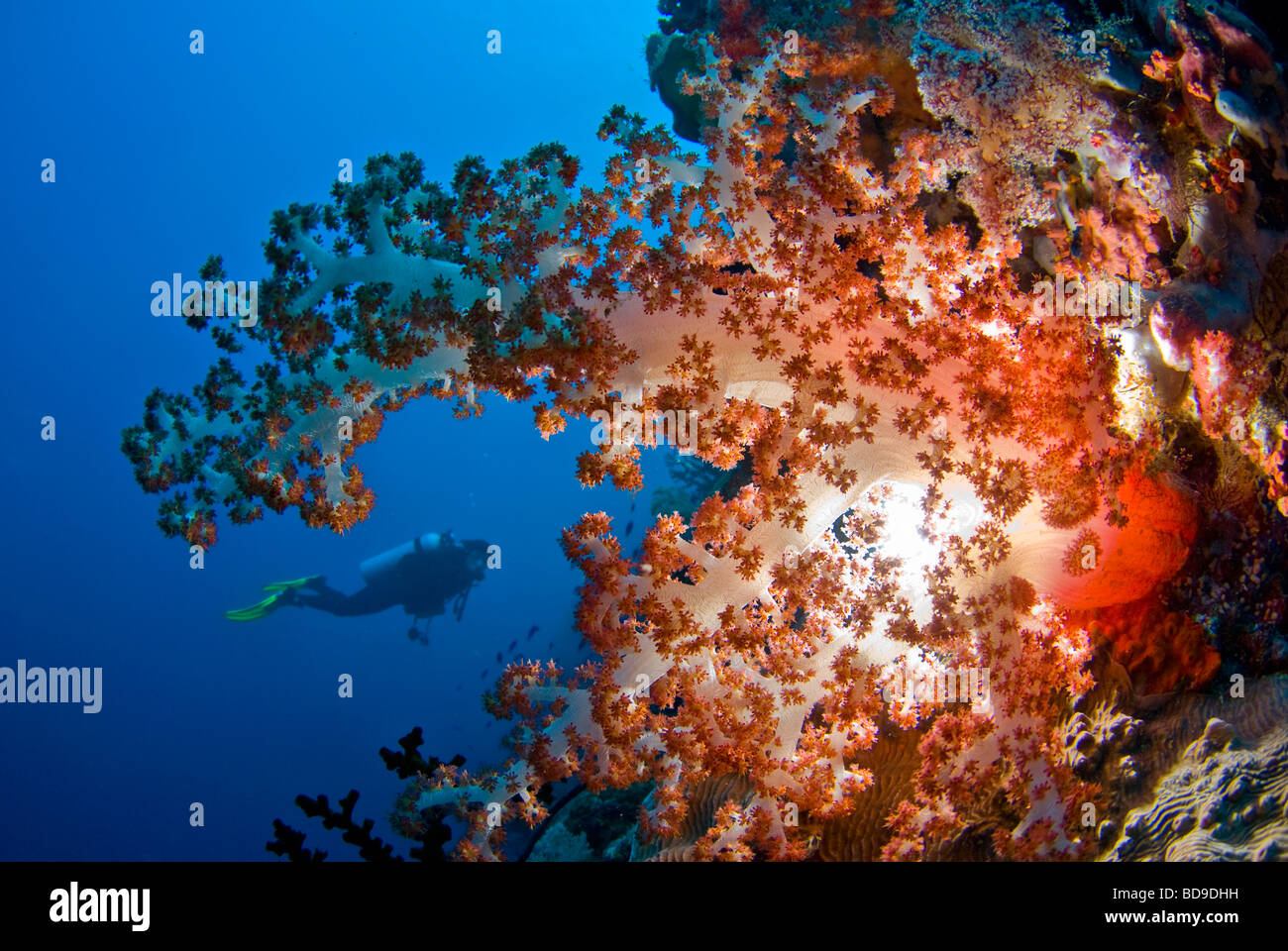 Corail mou riche sain photographié en Philippines en utilisant une autre technique d'éclairage. Banque D'Images