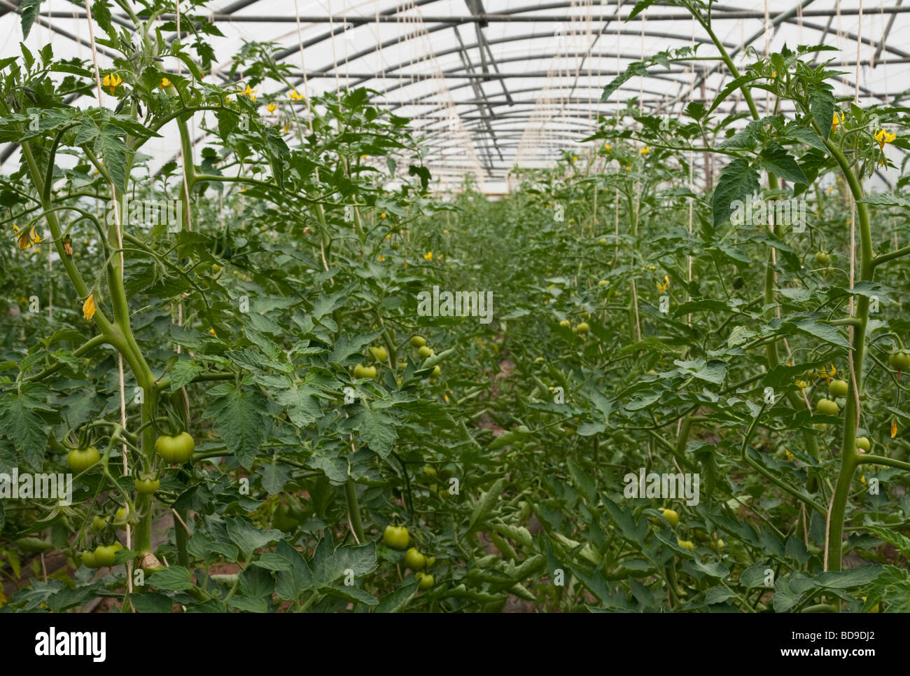 France Bretagne Morbihan Bio agriculture Renee Kermagorec pousse des légumes bio Banque D'Images