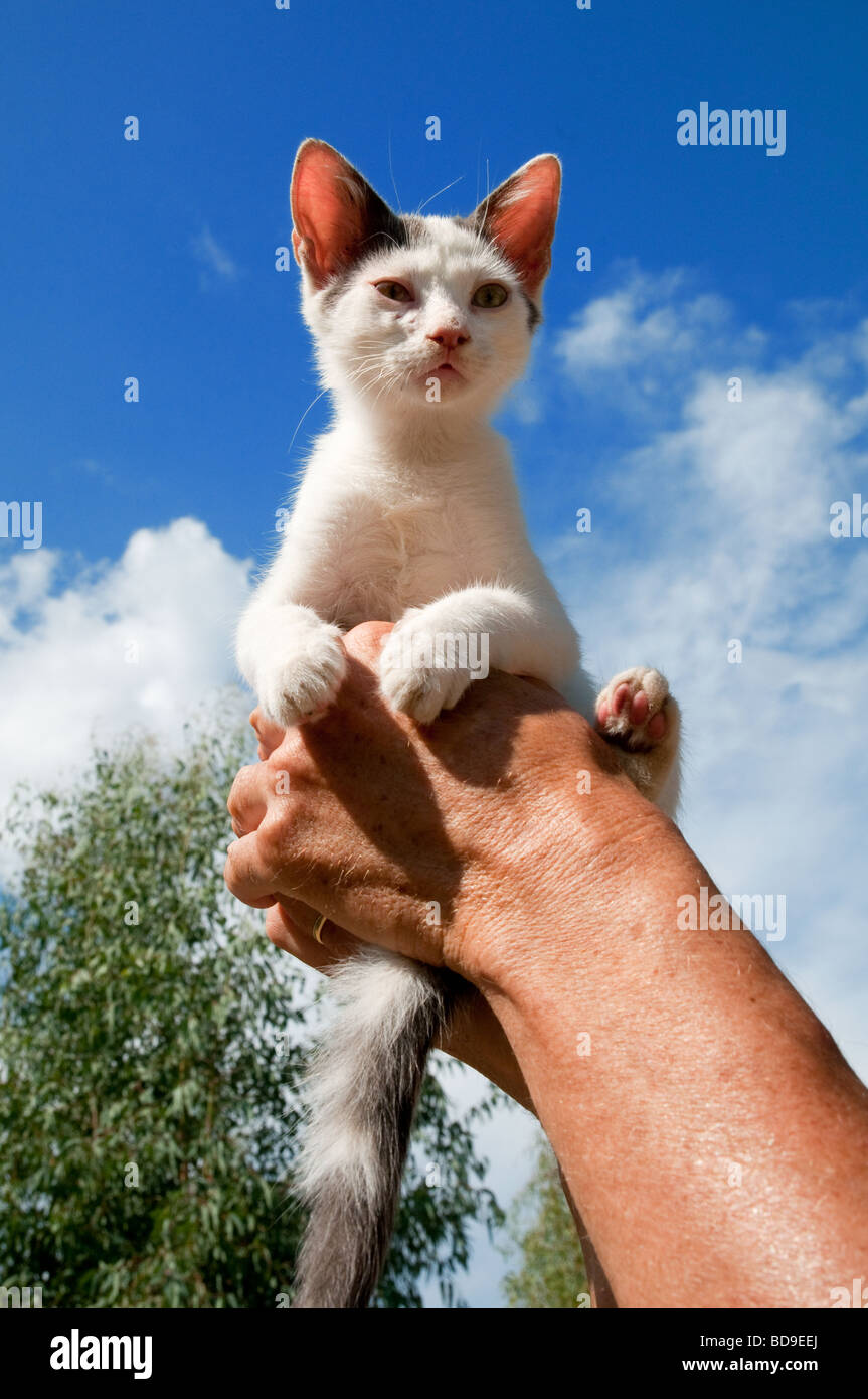 Peu de noir et blanc chat grec dans l'air Banque D'Images