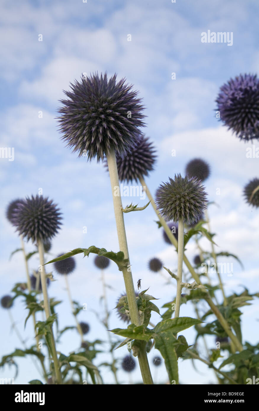 Allium fleurs bleu Banque D'Images