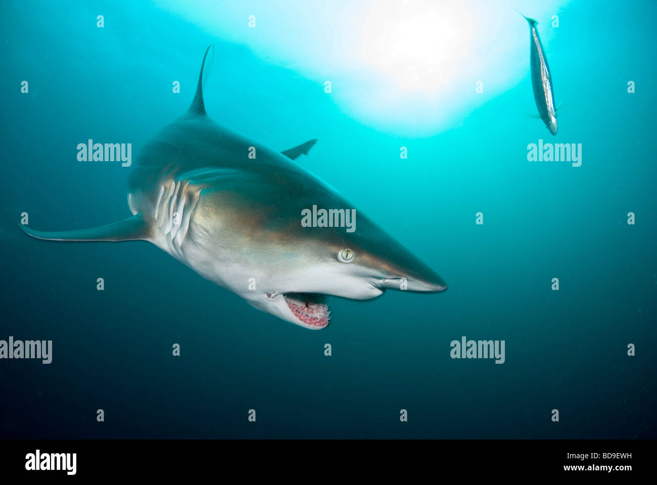 Requin à pointe noire (Carcharhinus limbatus), Afrique du Sud, d'Aliwal Shoal Banque D'Images