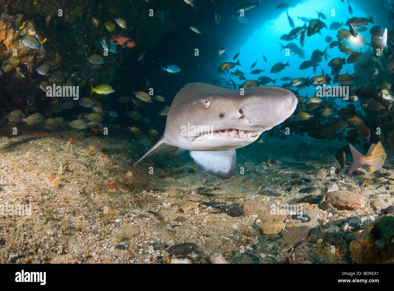 Dent de requin ou déchiquetés sand tiger (Carcharias taurus), Afrique du Sud, d'Aliwal Shoal Banque D'Images