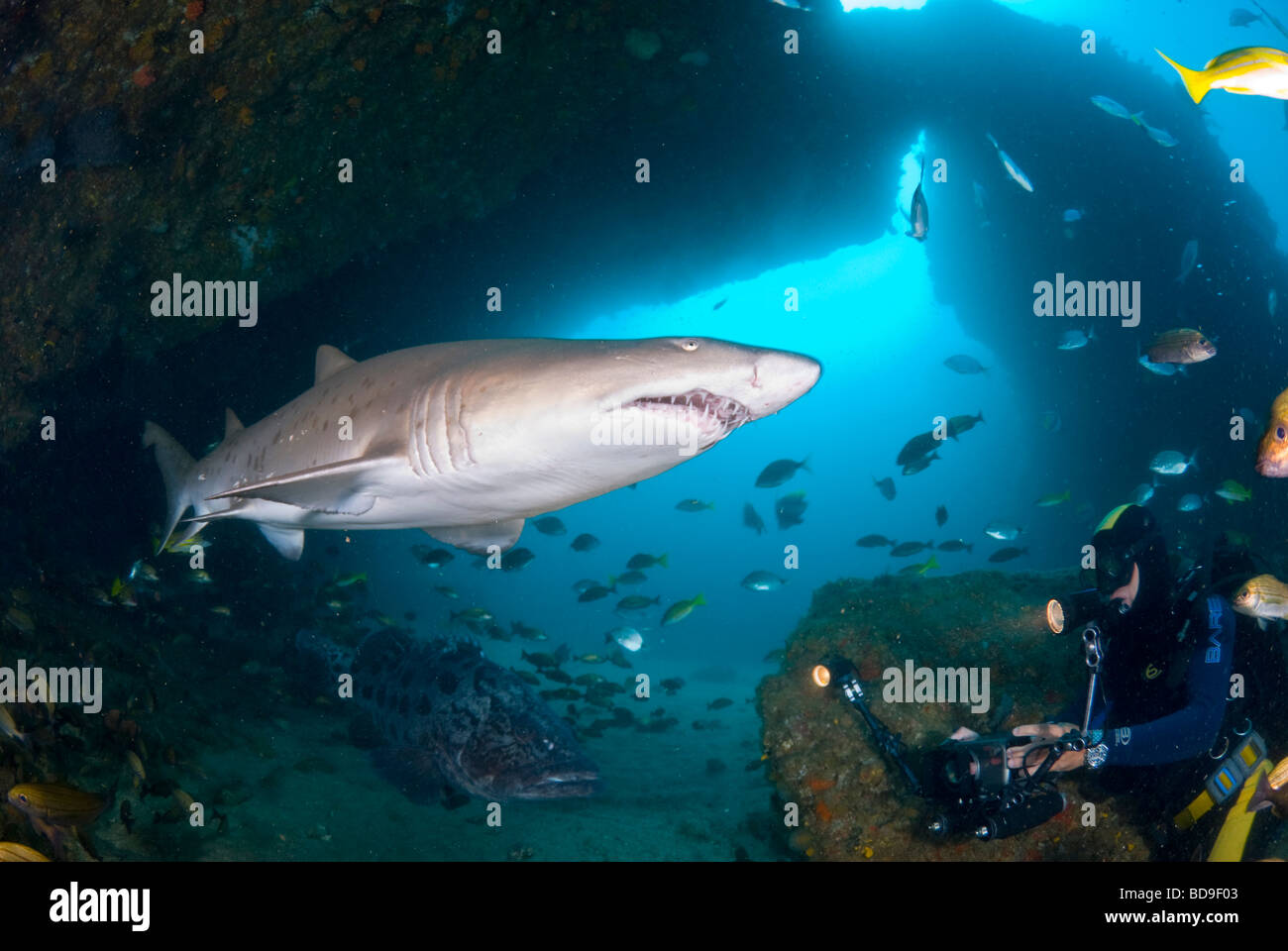 Dent de requin ou déchiquetés sand tiger (Carcharias taurus), Afrique du Sud, d'Aliwal Shoal Banque D'Images