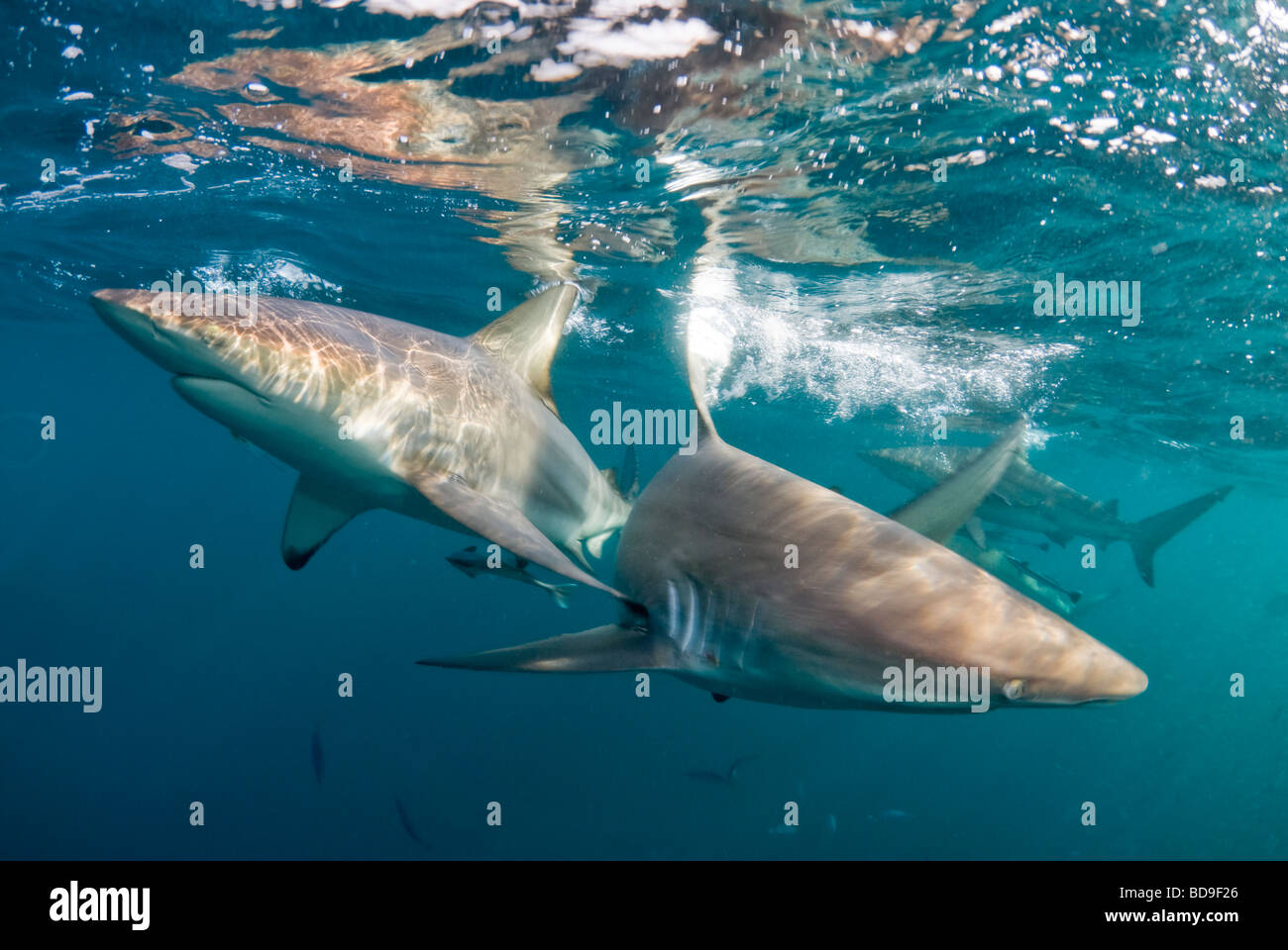 Requin à pointe noire (Carcharhinus limbatus), Afrique du Sud, d'Aliwal Shoal Banque D'Images