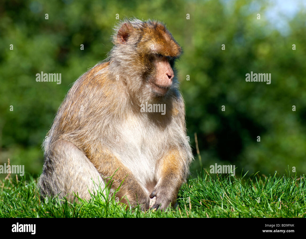 Macaque berbère Banque D'Images