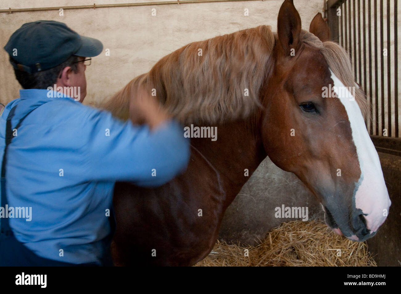 France Bretagne 56 Morbihan Hennebont stud farm Banque D'Images