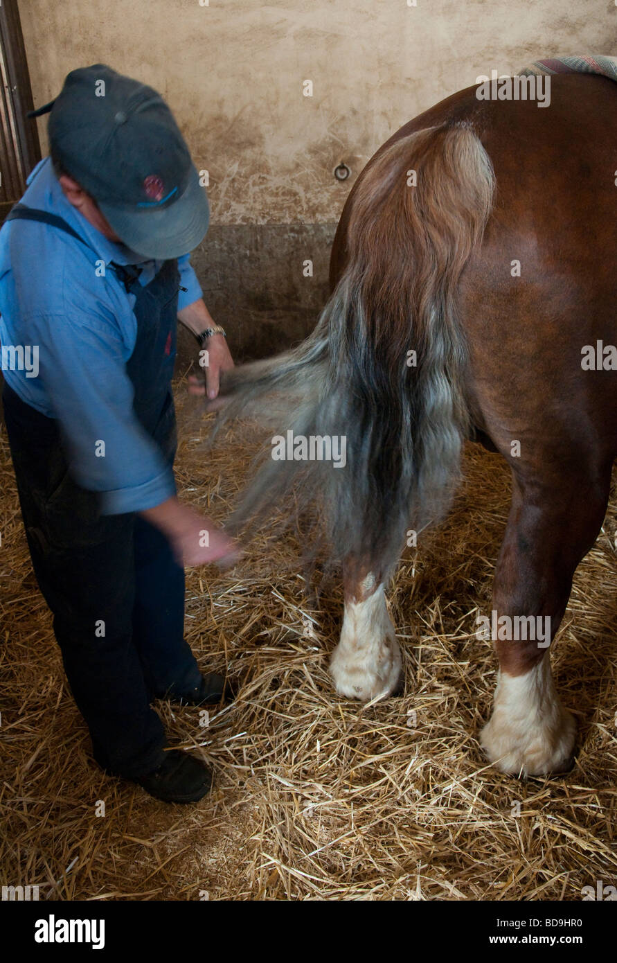 France Bretagne 56 Morbihan Hennebont stud farm Banque D'Images