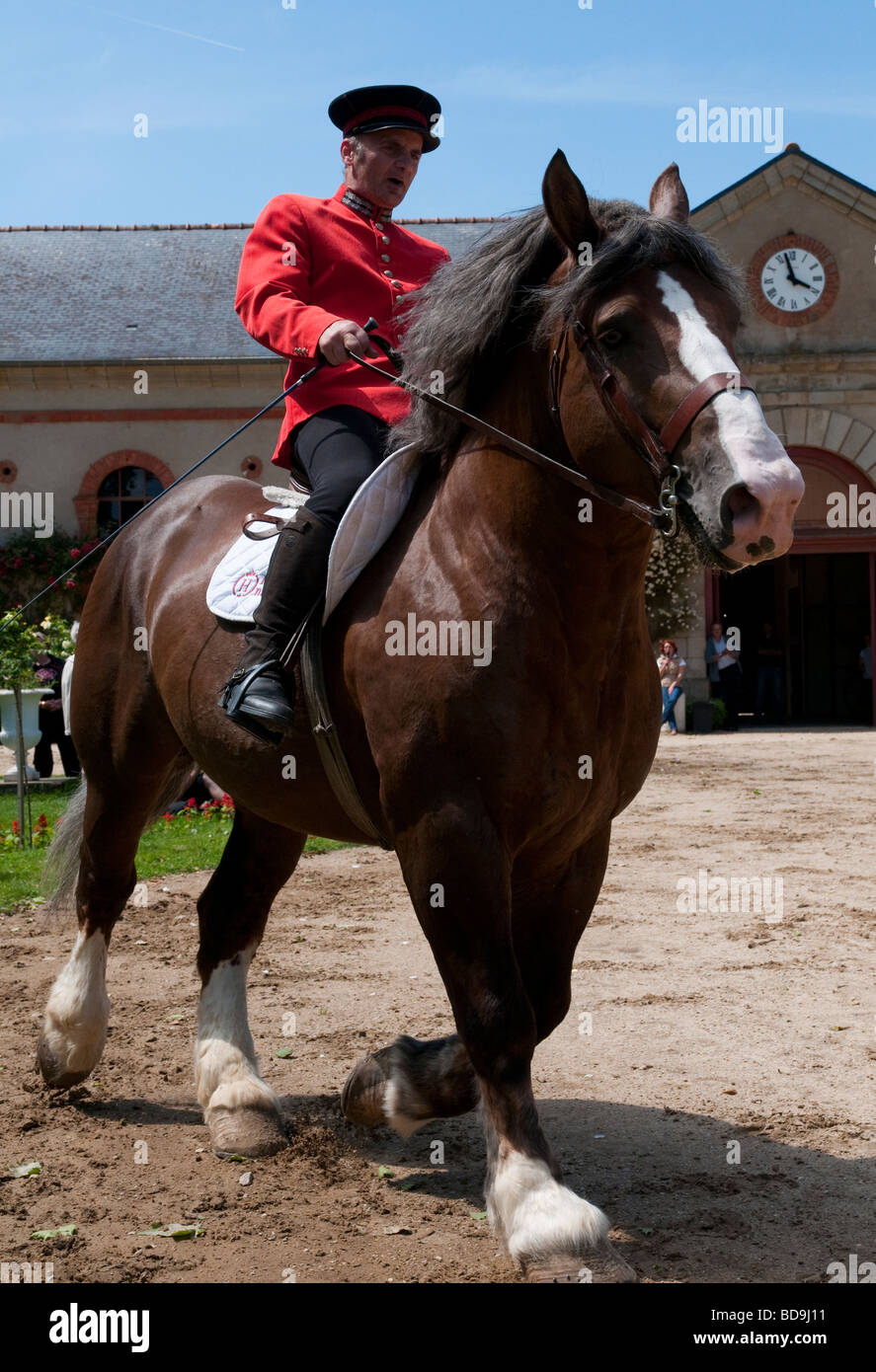 France Bretagne 56 Morbihan Hennebont stud farm Banque D'Images