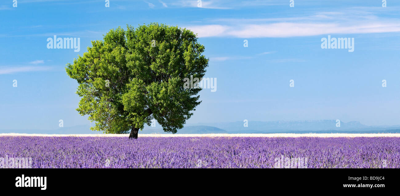 Arbre dans un champ de lavande plateau de Valensole, Provence, France Banque D'Images