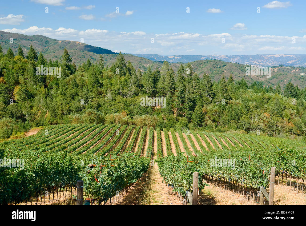 Les vignes de Château Potelle sur Mount Veeder surplombant la vallée de Napa, en Californie. Banque D'Images