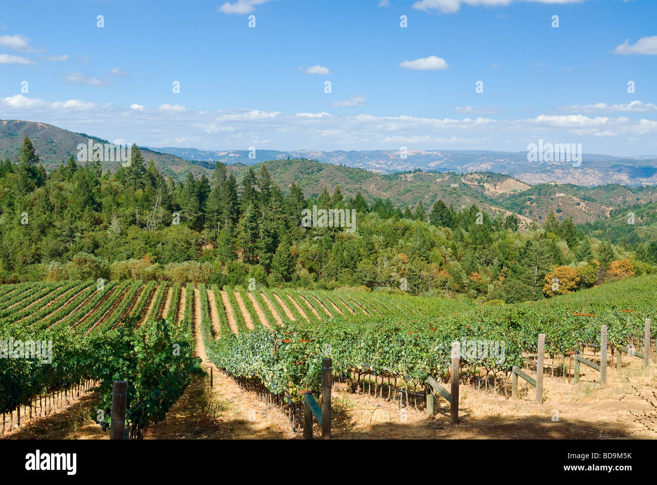 Les vignes de Château Potelle sur Mount Veeder surplombant la vallée de Napa, en Californie. Banque D'Images