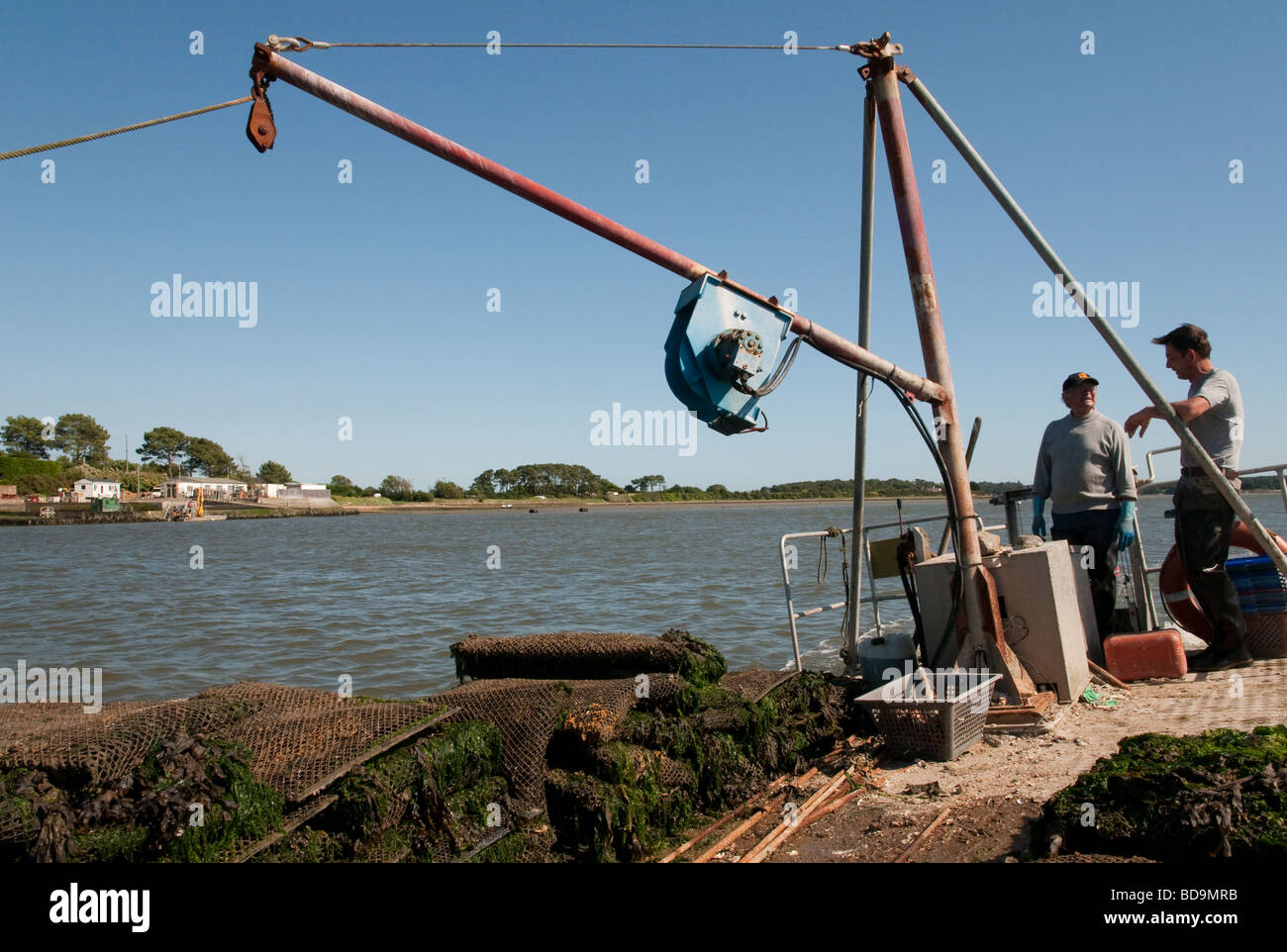 France Bretagne Morbihan Etel river Oyster Farm chez le Gohen Sainte Helene Alexis le Cren Banque D'Images