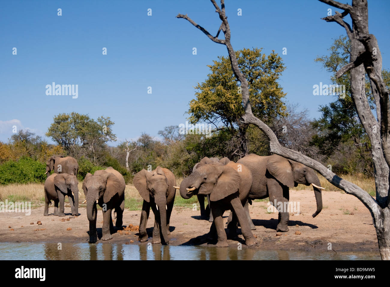 L'éléphant africain (Loxodonta Africana). Troupeau à un trou d'eau. Bothabelo bed and breakfast, Parc National Kruger, Limpopo, Afrique du Sud. Banque D'Images