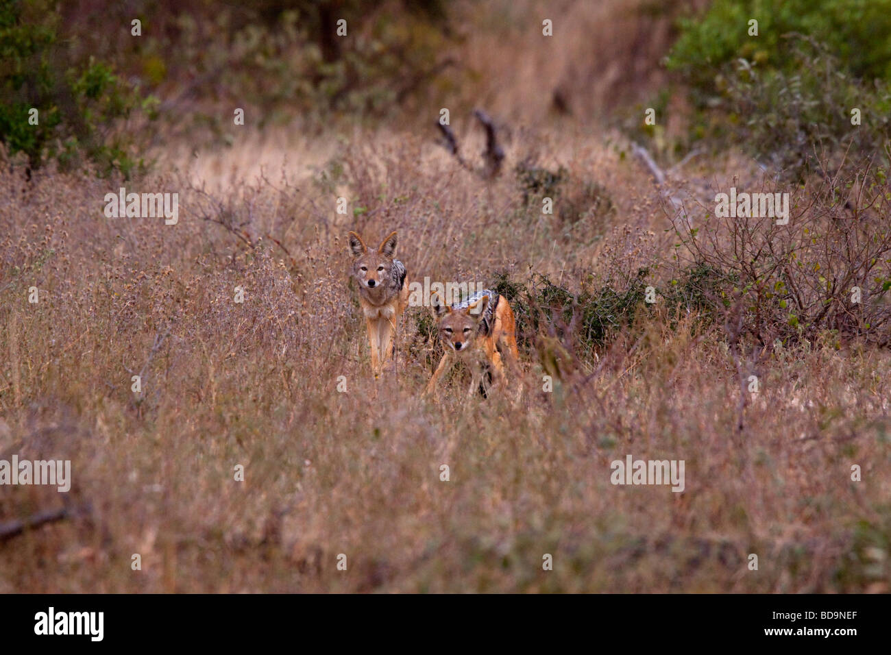 Soutenu noir chacals (Canis mesomelas). Bothabelo bed and breakfast, Parc National Kruger, Limpopo, Afrique du Sud. Banque D'Images