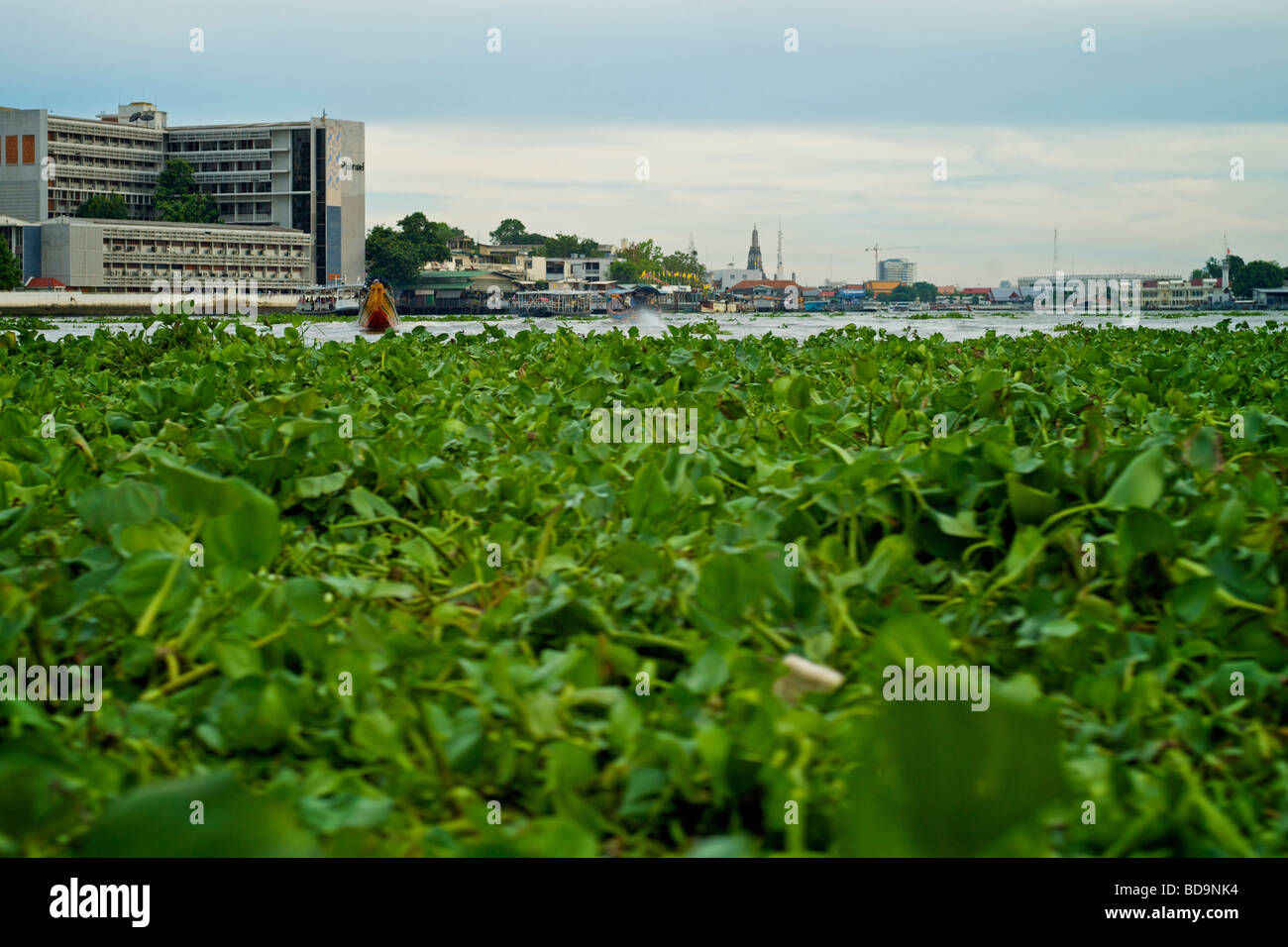 La lutte contre les mauvaises herbes sur la rivière Chao Phraya à Bangkok. Banque D'Images
