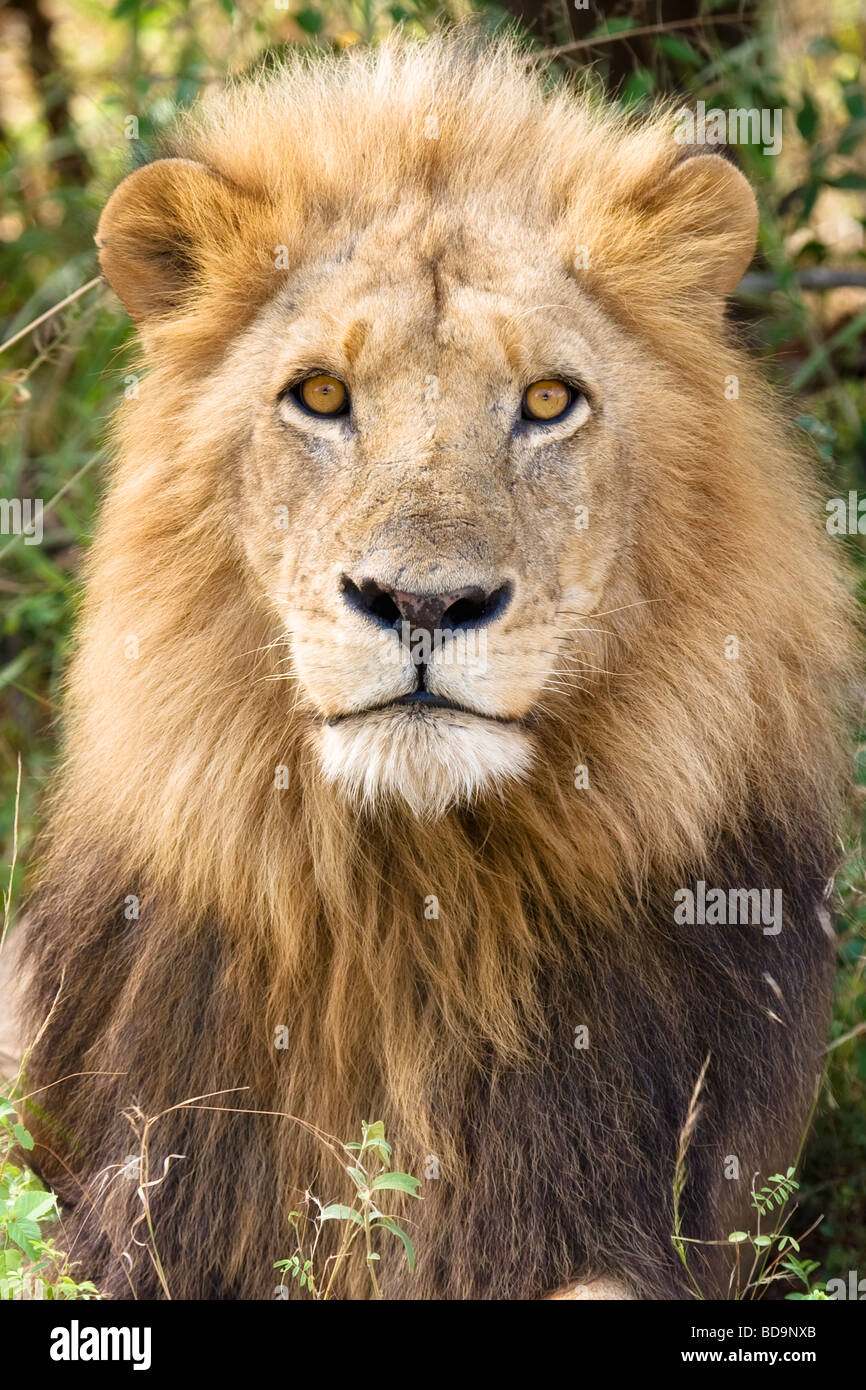 Lion Panthera leo Parc National Kruger en Afrique du Sud Banque D'Images