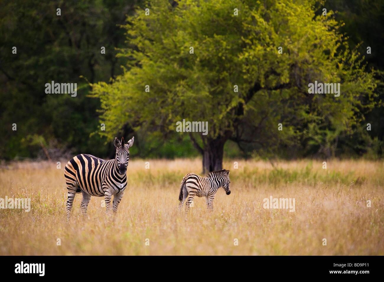 Zebra Equus burchelli Parc National Kruger en Afrique du Sud Banque D'Images