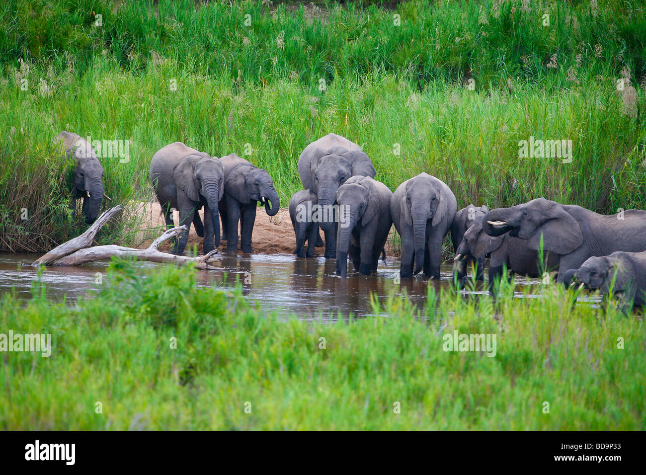 Les éléphants d'Afrique Loxodonta africana de l'Afrique du Sud, Kruger NP Banque D'Images